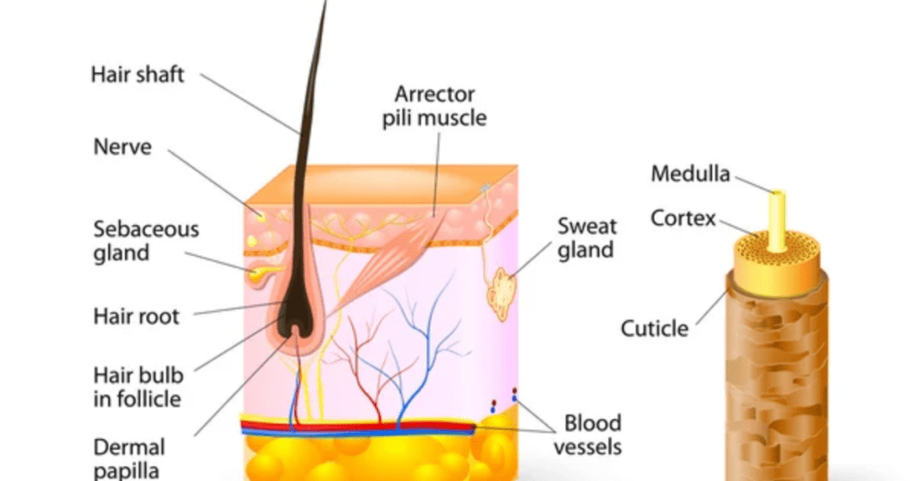 Explanation of Hair Anatomy