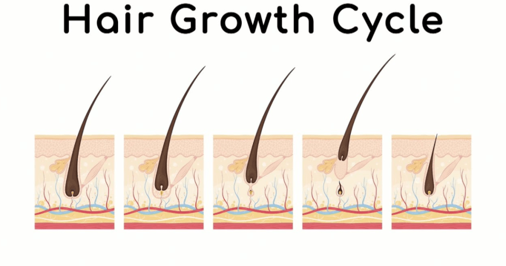 Hair Growth Cycle