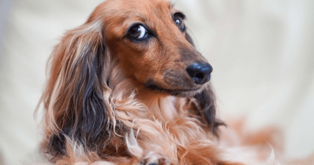 Do Long Haired Dachshunds Shed?