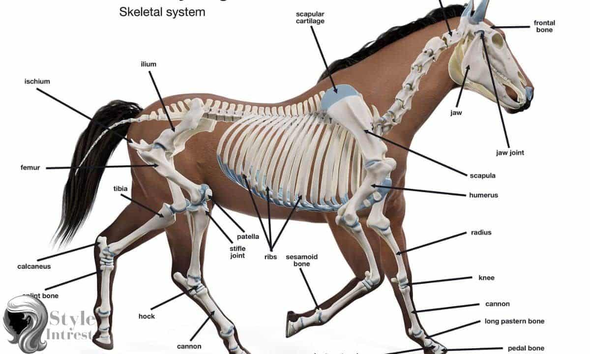 The Anatomy of a Hairless Horse Tail