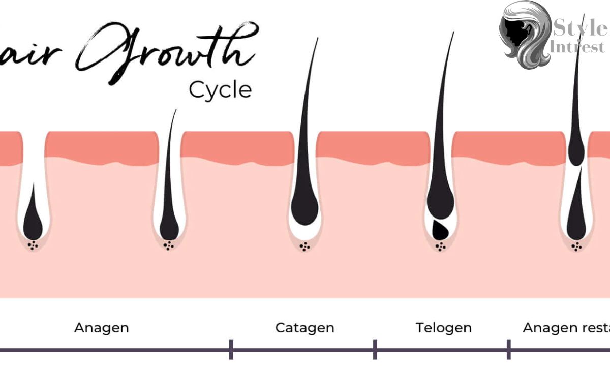 The Hair Growth Cycle