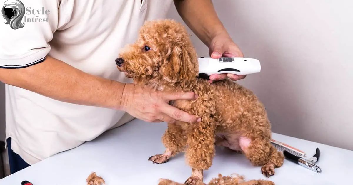 Can You Cut a Dog’s Hair With Human Clippers?