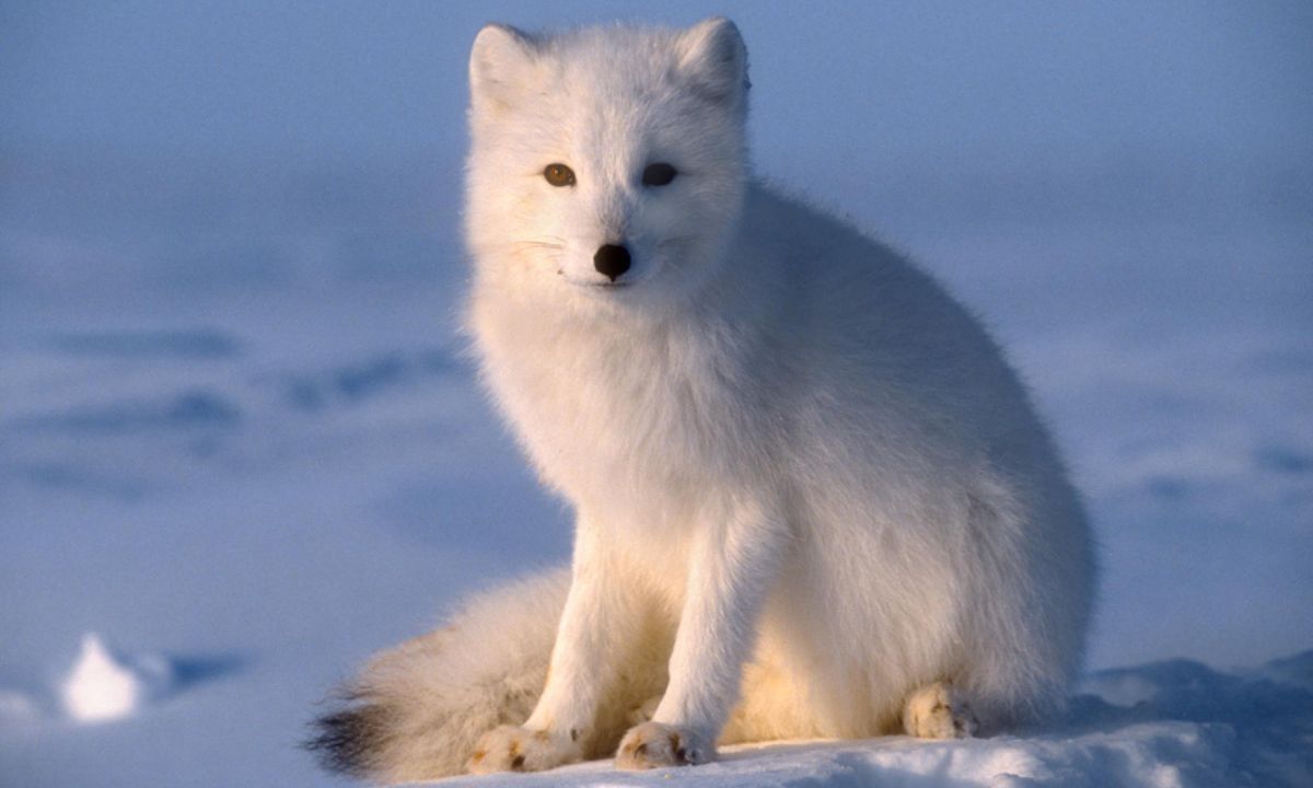 How Long Can I Leave Arctic Fox In My Hair?