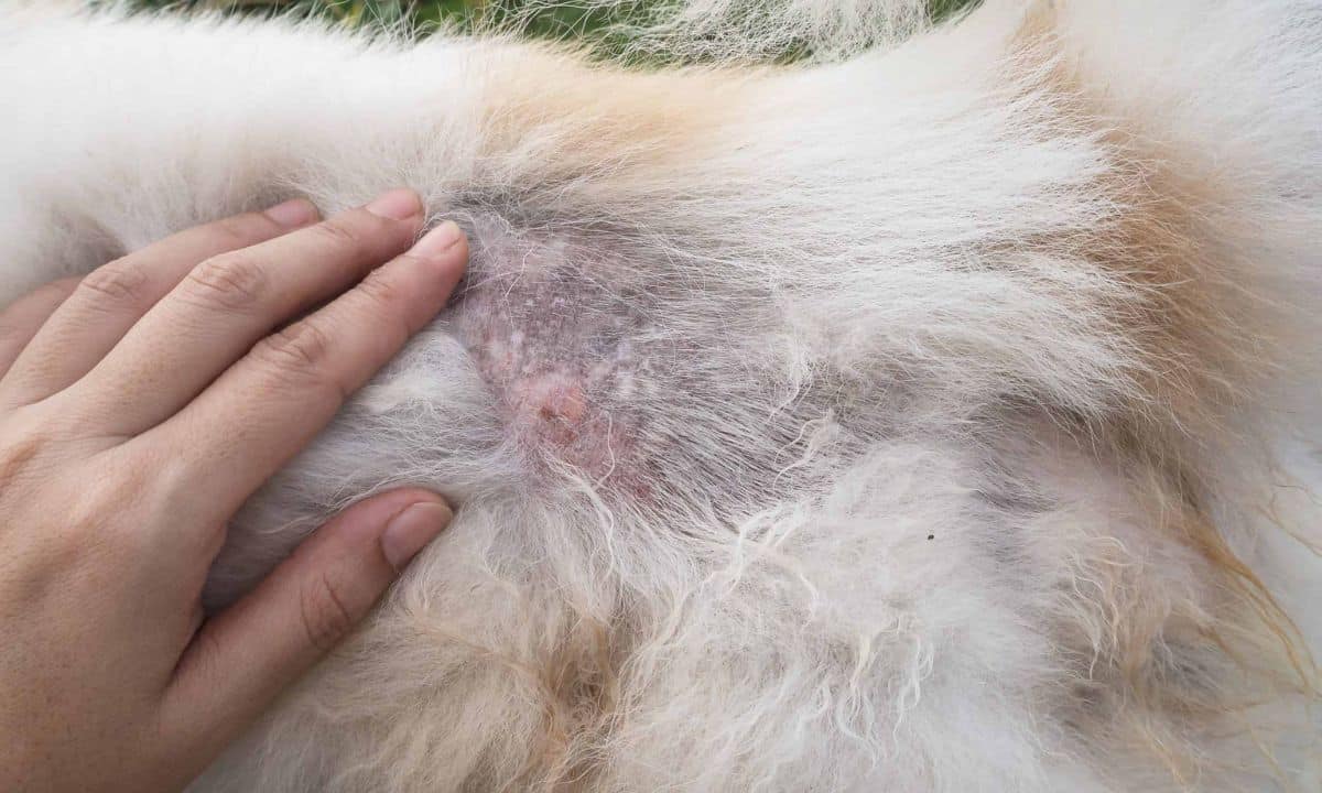 How Long For Dogs Hair To Grow Back After Scab?