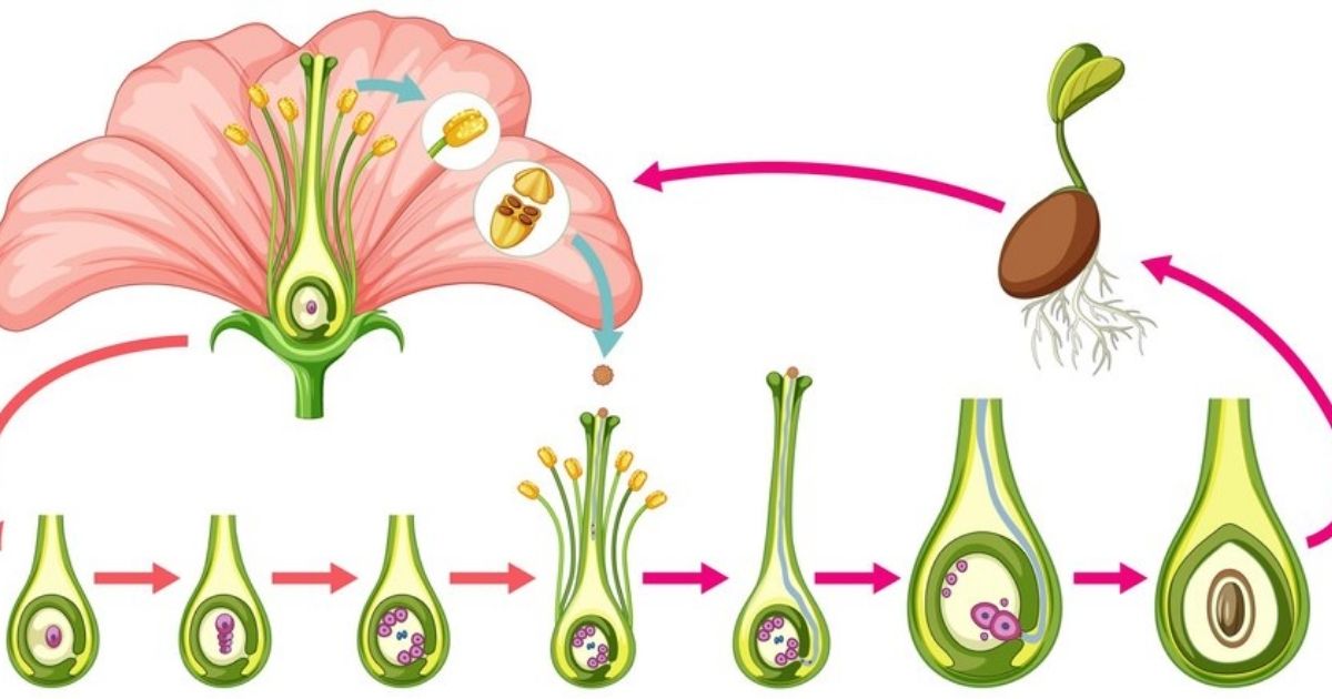 Other Ions and Their Potential Contribution to EPSPs in Cochlea Hair Cells