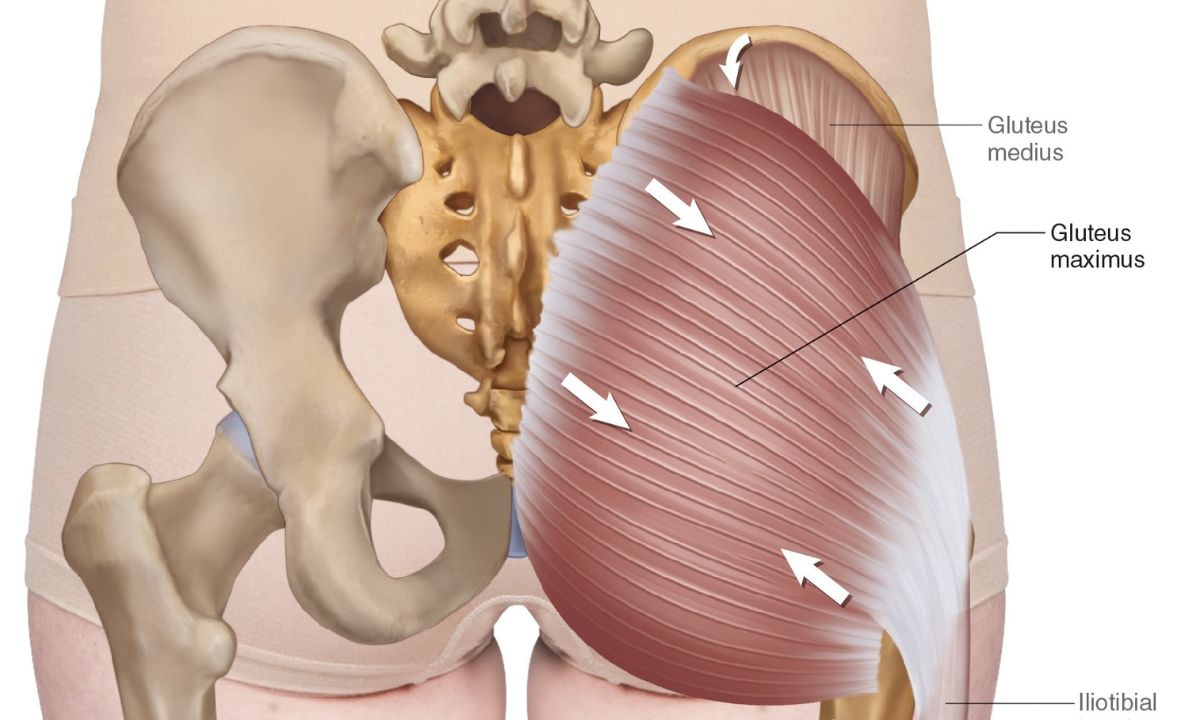 Which Is The Largest Organ Sartorius Skin Hair Gluteus Maximus?